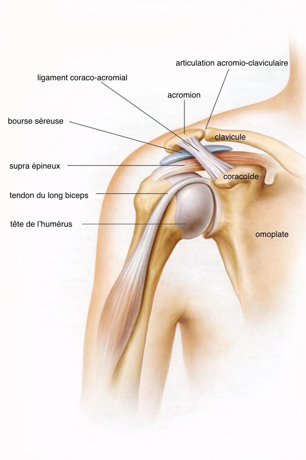 Anatomie de l'épaule - Illustration médicale détaillée