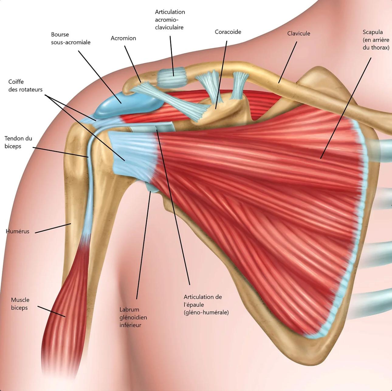 Rotator cuff anatomy - Detailed medical illustration