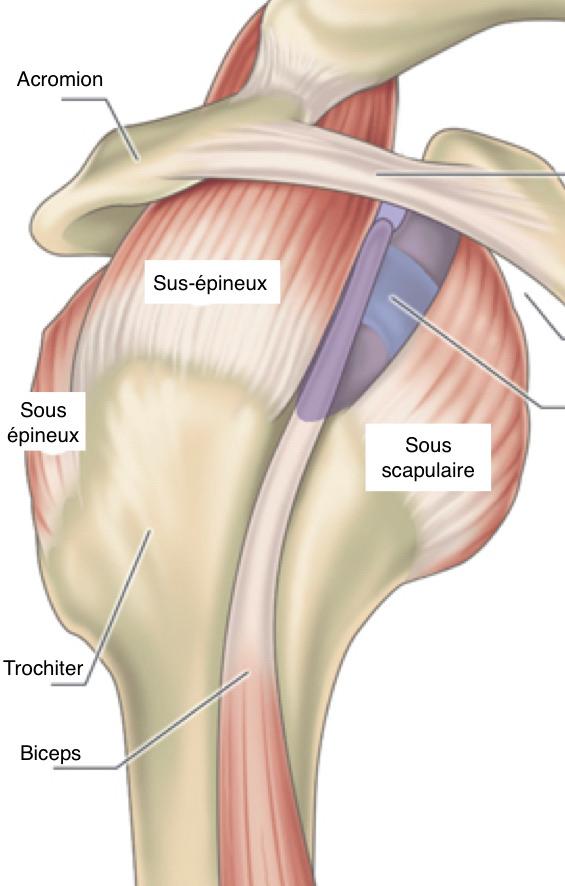 Rotator cuff anatomy - View 3